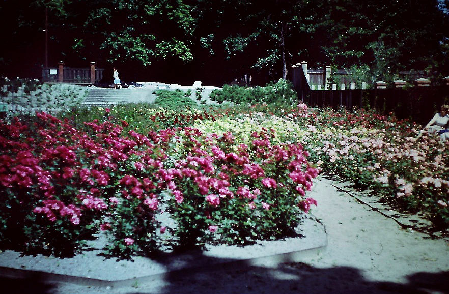 tl_files/music_academy/Aktuelles/Stadtpark-Rosengarten-1960iger-1.jpg